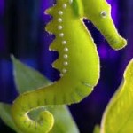 Seahorse